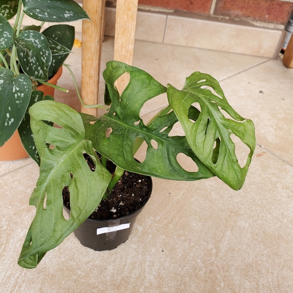 SOLD 🌱Monstera Adansonii (D) - Picture 3 of 7